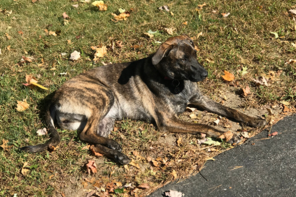 Dog Laying on Grass | Central Mass Mom