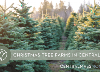 Christmas Tree Farms in Central Mass | Central Mass Mom