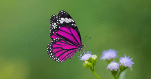 purple butterfly landing on a flower meditation