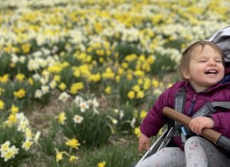 Toddler in a stroller at a daffodil farm, enjoying spring activities in central ma