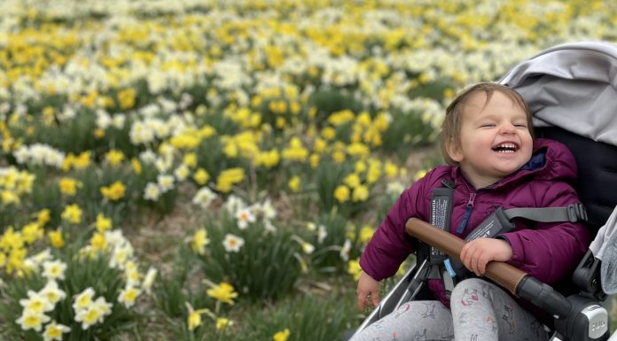 Toddler in a stroller at a daffodil farm, enjoying spring activities in central ma