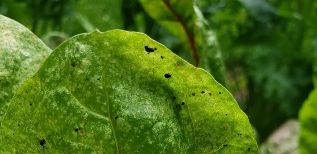 swiss chard leaf with little black beetles