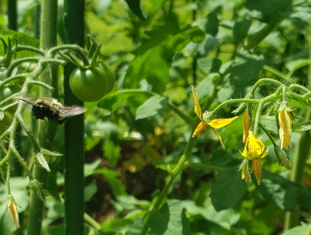 bumble bee flying by tomato plants with green tomatoes and yellow flowers