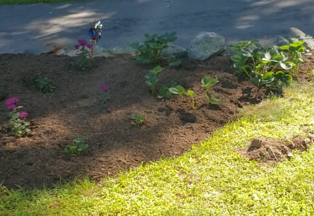 flower bed with beebalm and strawberries