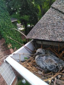 bird that made a nest in a gutter, about to be removed by trutech wildlife service
