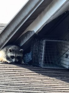 raccoon on a roof next to a trap set by trutech wildlife service
